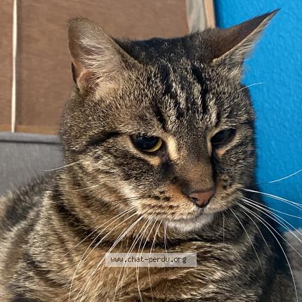 Foto 1/1 Léon Chat perdido en Menat
