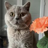 Foto del gato perdido en Paris