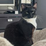 Foto del gato perdido en Marseille