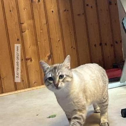 Foto 1/3 Azur Chat perdido en Poitiers