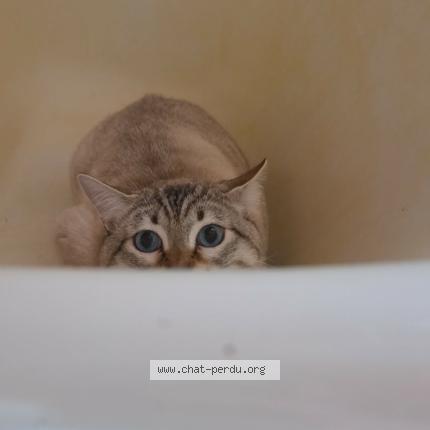 Foto 2/3 Azur Chat perdido en Poitiers