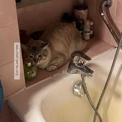 Foto 3/3 Azur Chat perdido en Poitiers