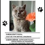 Foto del gato perdido en Paris
