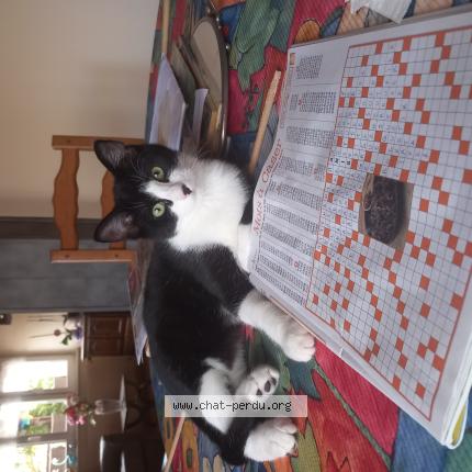 Foto 1/1 Quinoa Chat perdido en Saverne