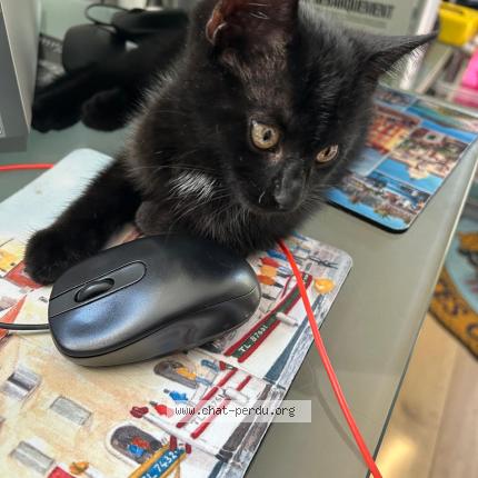 Foto 1/1 Cookie Chat perdido en Barnich