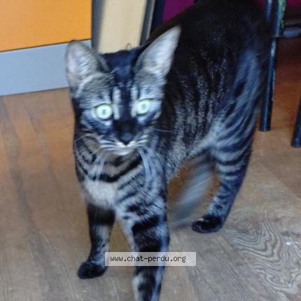 Foto 1/1 Gato encontrado Encontrado en Louveciennes