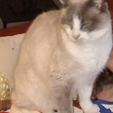 Foto del gato perdido en Plouzane