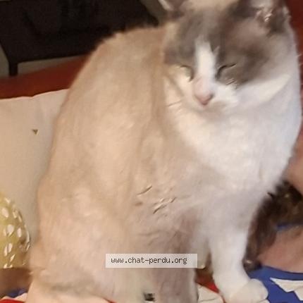 Foto 1/1 Jennah Chat perdido en Plouzane