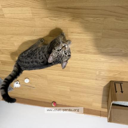 Foto 1/1 Gato encontrado Encontrado en Mericourt