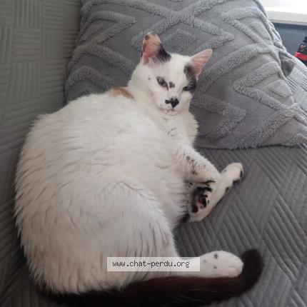 Foto 1/2 Pistache Chat perdido en Saint etienne