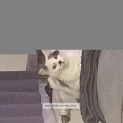 Foto 2/2 Pistache Chat perdido en Saint etienne