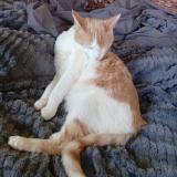 Foto del gato perdido en Millau