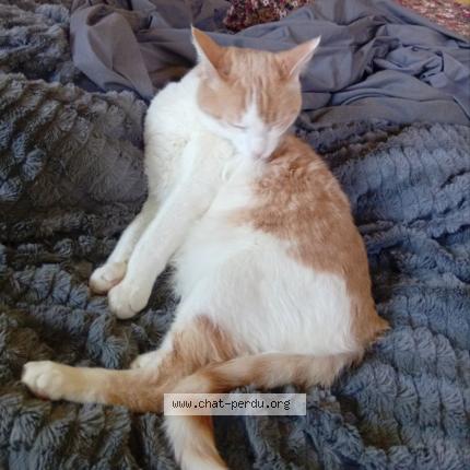 Foto 1/1 Jef Chat perdido en Millau