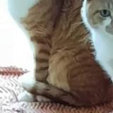 Foto del gato perdido en Montceau Les Mines