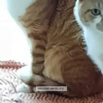 Foto 1/1 Ramsès Chat perdido en Montceau les mines