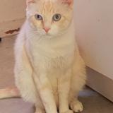 Foto del gato perdido en Fouras