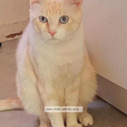 Foto 1/1 Myloo Chat perdido en Fouras