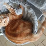 Foto del gato perdido en Nibelle