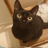 Foto del gato perdido en Pollionnay