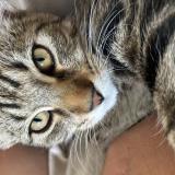 Foto del gato perdido en La Riche