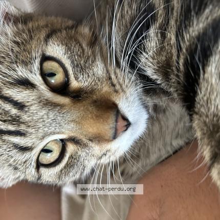 Foto 1/1 Atlas Chat perdido en La riche