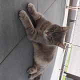 Foto de gato encontrado en Archamps