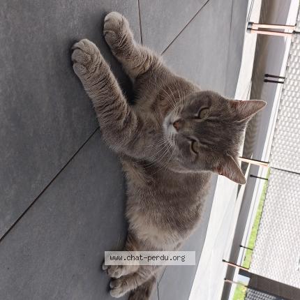 Foto 1/1 Gato encontrado Encontrado en Archamps