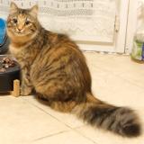 Foto del gato perdido en 49070 Beaucouze