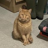 Foto del gato perdido en Naintre