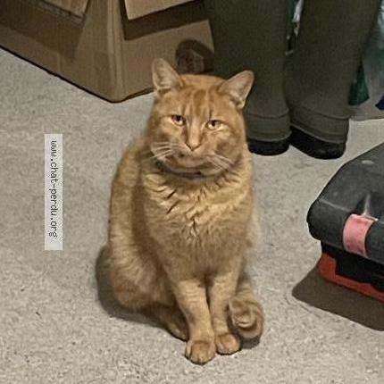 Foto 1/1 Volt Chat perdido en Naintre