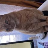 Foto del gato perdido en Begrolles En Mauges