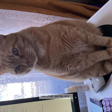 Foto 1/1 Loulou Chat perdido en Begrolles en mauges