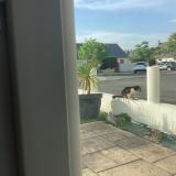 Foto de gato encontrado en Angers