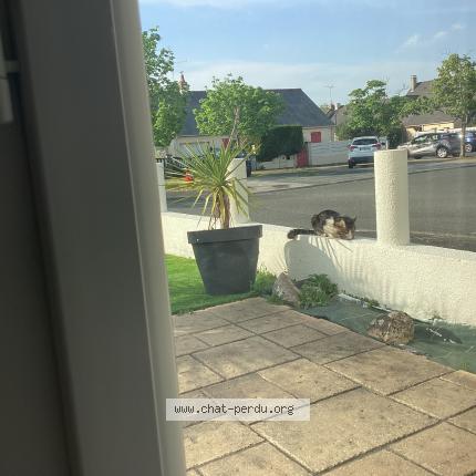 Foto 4/5 Gato encontrado Encontrado en Angers