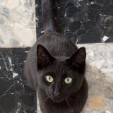 Foto del gato perdido en Louville La Chenard