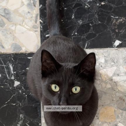 Foto 1/1 Shadow Chat perdido en Louville la chenard