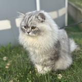 Foto del gato perdido en Evron