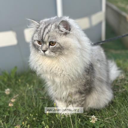 Foto 1/1 Blue Moon Chat perdido en Evron