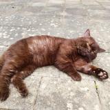 Foto del gato perdido en Le Mans