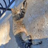 Foto de gato encontrado en Saint Apollinaire