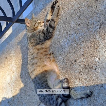 Foto 1/1 Gato encontrado Encontrado en Saint apollinaire