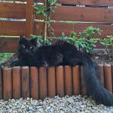 Foto del gato perdido en Montaud