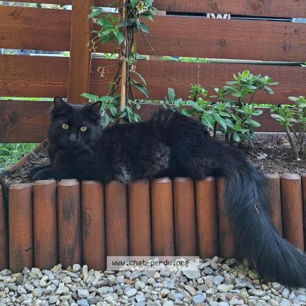 Foto 1/1 Gourge Chat perdido en Montaud