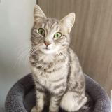 Foto del gato perdido en Ploudaniel