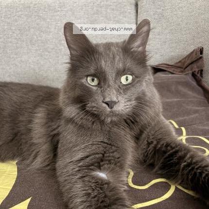 Foto 1/1 Simba Chat perdido en Dijon