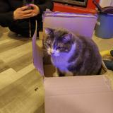 Foto del gato perdido en Pleumeur Gautier