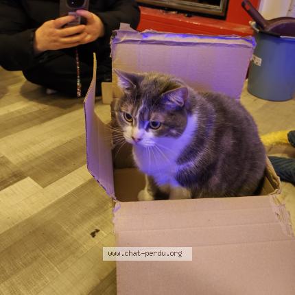 Foto 1/1 Nikita Chat perdido en Pleumeur gautier