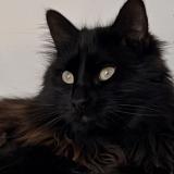 Foto del gato perdido en Nexon