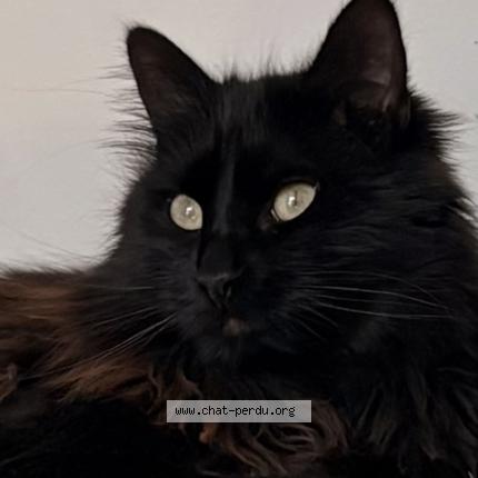 Foto 1/1 Murphy Chat perdido en Nexon