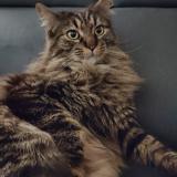 Foto del gato perdido en Saint Viaud